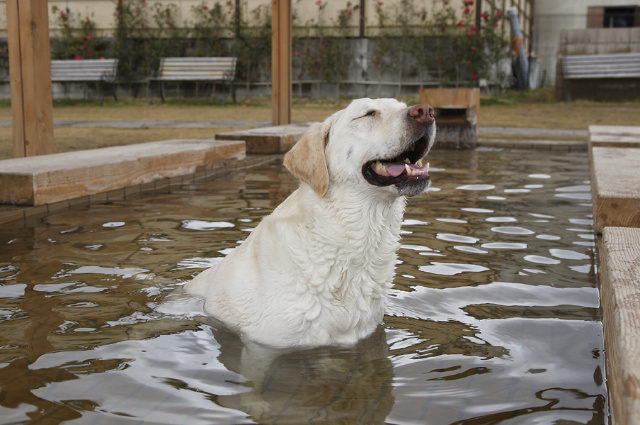 狗狗可以泡温泉么？宠物犬能不能泡温泉？