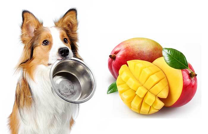 可以给狗狗吃芒果吗？宠物犬能吃芒果么？