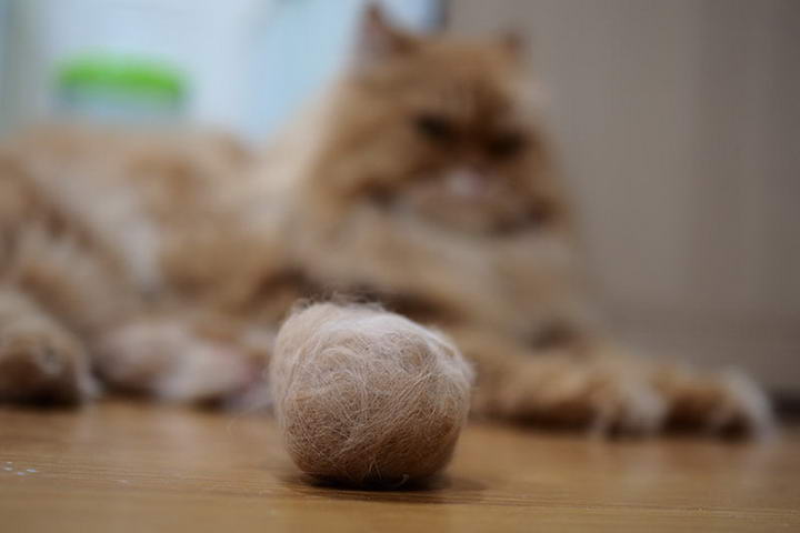 猫咪换毛季掉毛的原因和解决方法