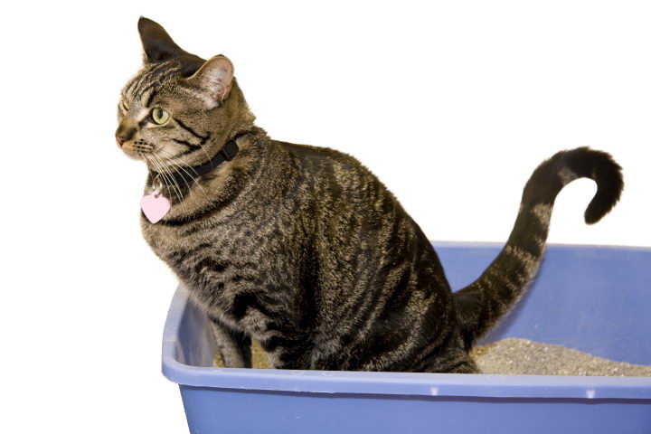 猫咪尿尿正确的姿势：屁屁贴紧猫砂；