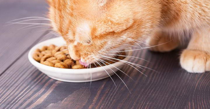 为什么干猫粮不适合当作猫咪主食?