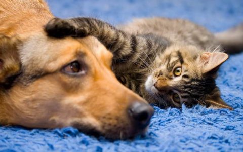 宠物猫咪和狗狗关节疾病的多发群体有哪些？