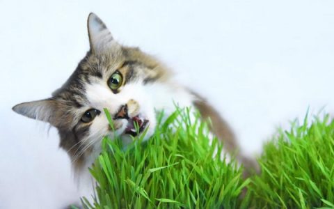 为什么猫咪会吃草，宠物猫吃草注意事项