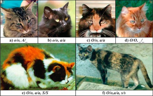 真的是十只橘猫九只胖？橘猫会长胖这一说法有根据么？