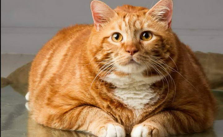 真的是十只橘猫九只胖？橘猫会长胖这一说法有根据么？