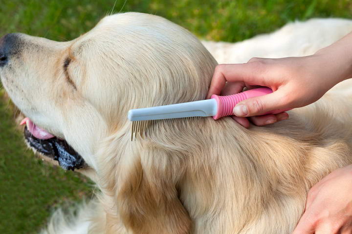 如何正确的给狗狗梳理毛发