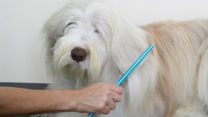 如何正确的给狗狗梳理毛发