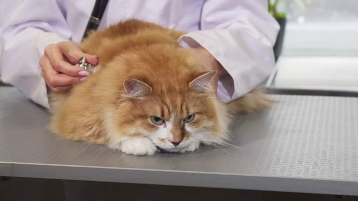 猫传染性腹膜炎的发病原因、症状和治疗方法