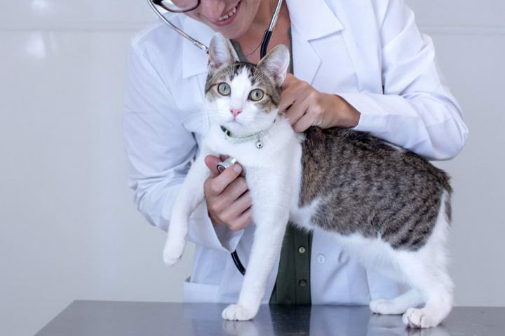 猫白血病病毒如何预防和治疗