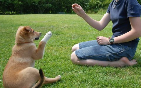 训练小狗常见的4种错误方式，幼犬错误训练