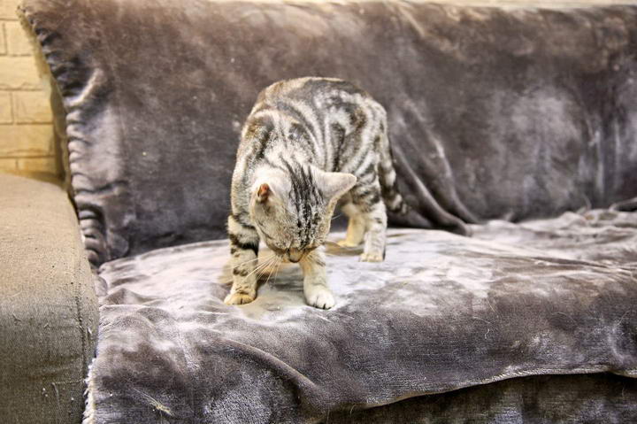 猫咪常对柔软的毯子或棉被做出踩奶动作。