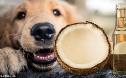 宠物猫咪和狗狗能够吃椰子油么？