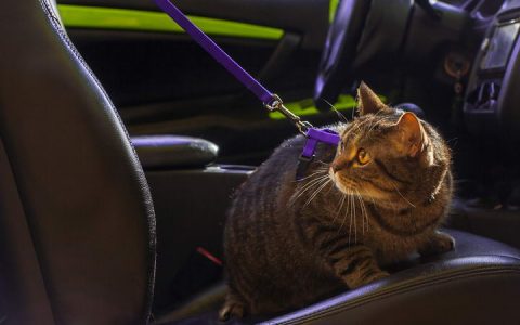 宠物猫咪和狗狗乘车长途旅行晕车怎么办？