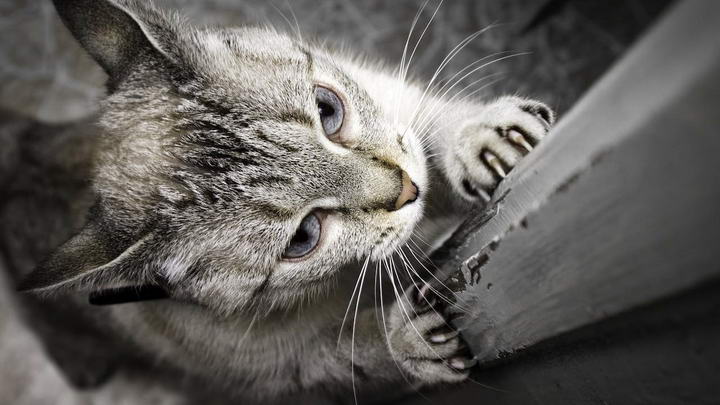 猫咪为什么要磨爪子？猫抓板选购要求