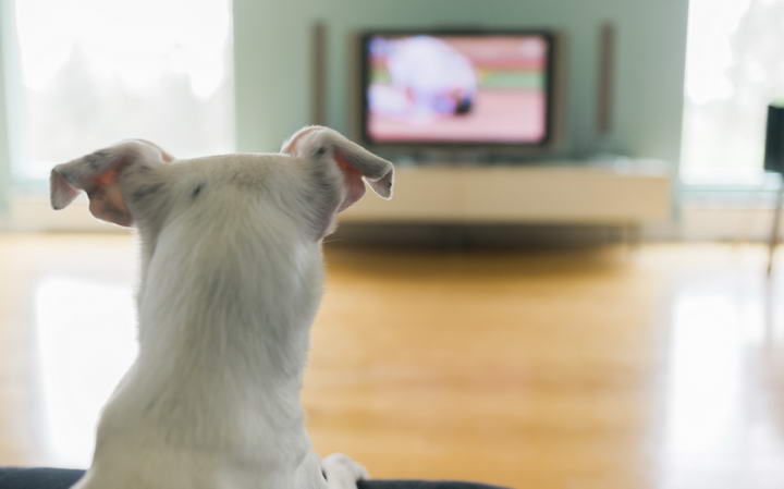 猫咪狗狗也爱看电视？宠物看电视会近视么？