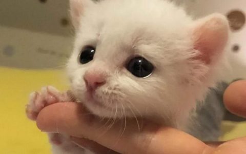 耳聋小白猫被同样丧失听力的猫哥哥收编保护