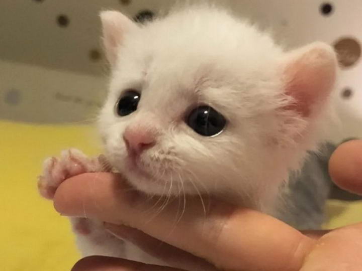 耳聋小白猫被同样丧失听力的猫哥哥收编保护 大王猫 专注于猫咪和狗狗的宠物网站