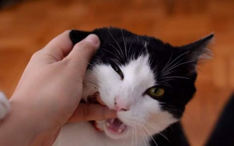 猫咪为什么咬人？宠物猫咬人前兆