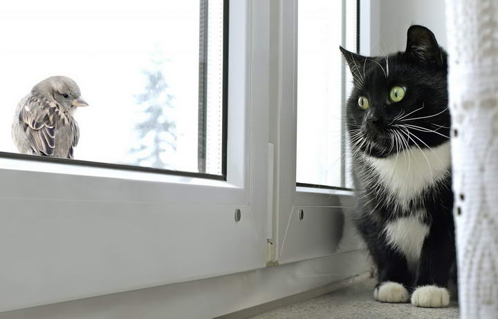 为什么猫咪看见窗外的小鸟会发出嘎嘎的奇怪叫声？