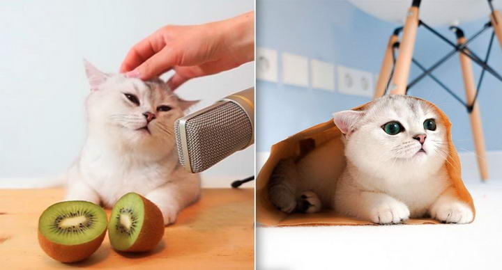 猫咪为什么喜欢吃奇异果？宠物猫能吃猕猴桃么