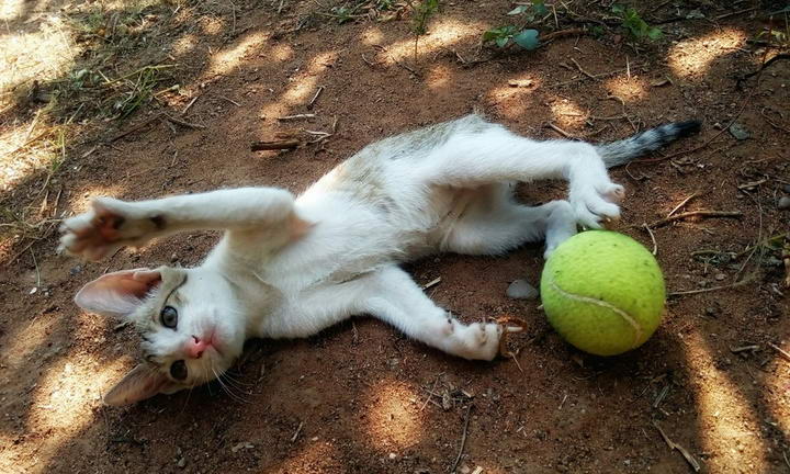 猫咪狗狗捡球，不是因为爱玩球?