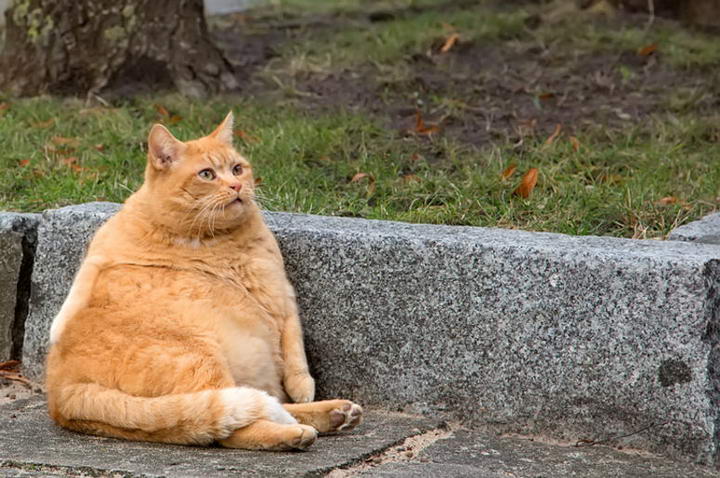 如何判断猫咪是真的变胖了