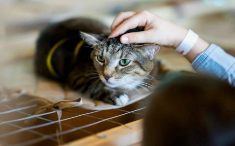 猫下泌尿道疾病的预防与治疗