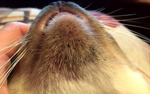 猫咪下巴和嘴唇上粉刺的发病原因