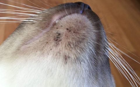 猫咪粉刺该怎么处理和治疗呢？