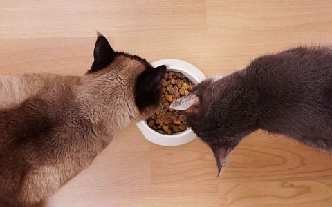 常见的食品添加剂，对宠物猫咪和狗狗有害吗？