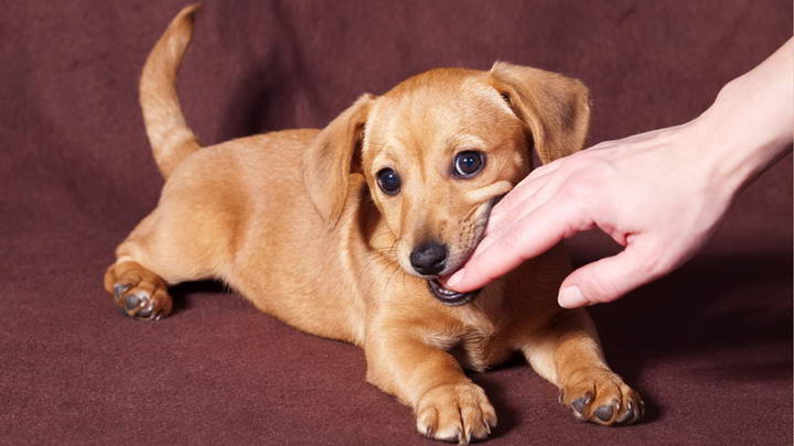 狗狗为什么总是咬人的手