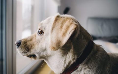 为什么狗狗会产生分离焦虑症行为