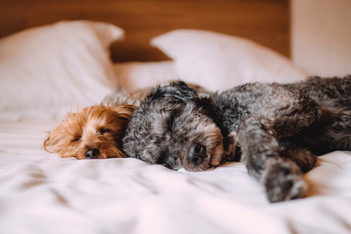 狗狗的四种睡眠障碍