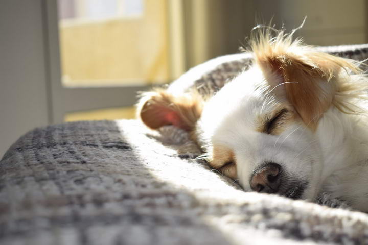 狗狗的四种睡眠障碍