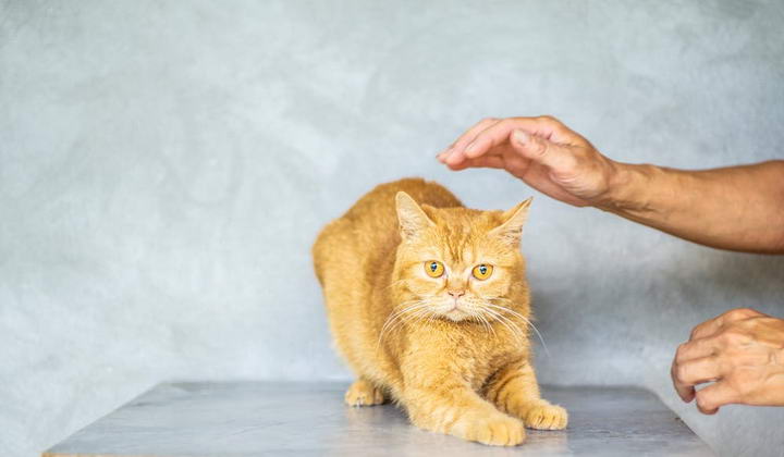 训练猫咪听指令的步骤