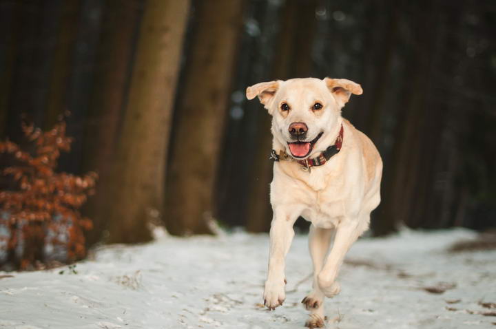 狗狗的冬日时光：确保狗狗在寒冷的天气里安全无虞