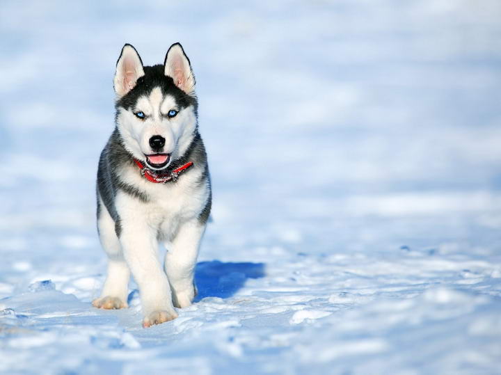 狗狗的冬日时光：确保狗狗在寒冷的天气里安全无虞