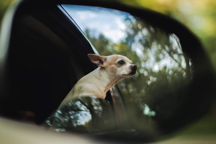 减少潮湿天气里狗狗在你车内的异味