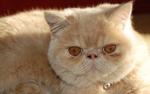 宠物猫眼睑异常：猫咪眼睑内翻
