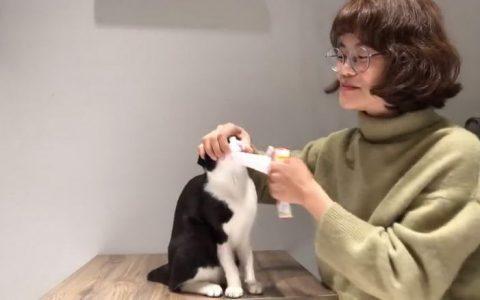 【教学视频】如何给猫咪刷牙
