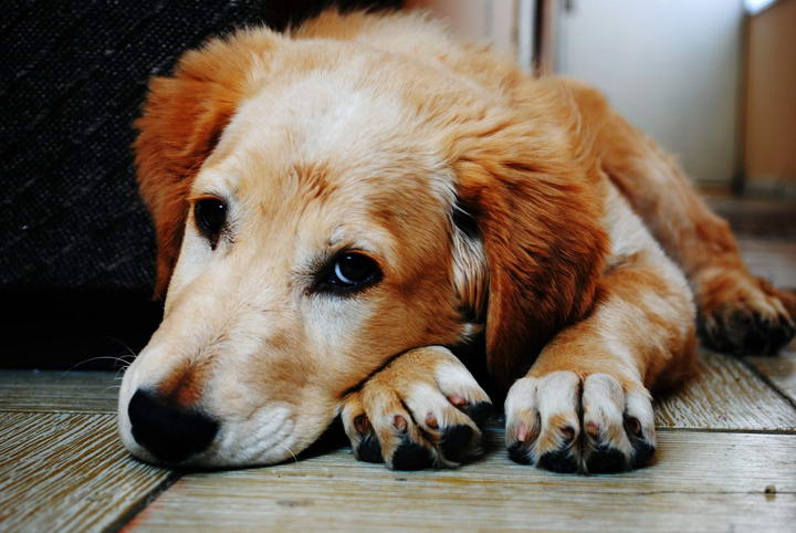 狗狗腹泻/拉肚子的症状、护理和预防