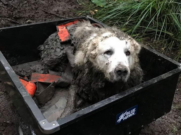 感动：一只救援犬拯救了一只被困在泥潭中的狗狗