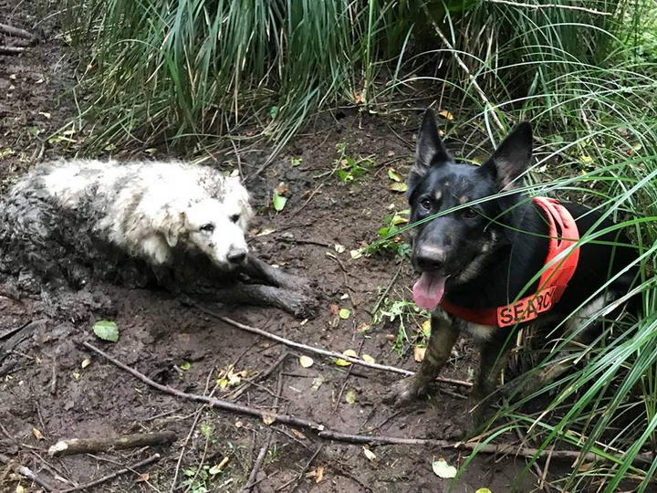 感动：一只救援犬拯救了一只被困在泥潭中的狗狗