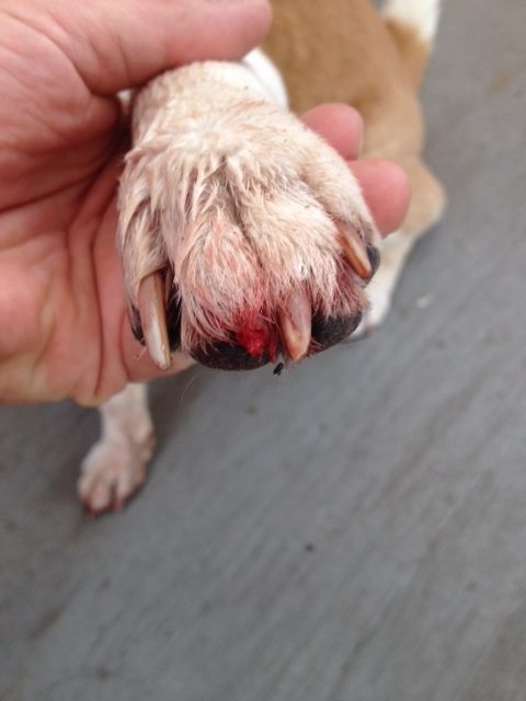 狗狗指甲受伤出血的应对措施