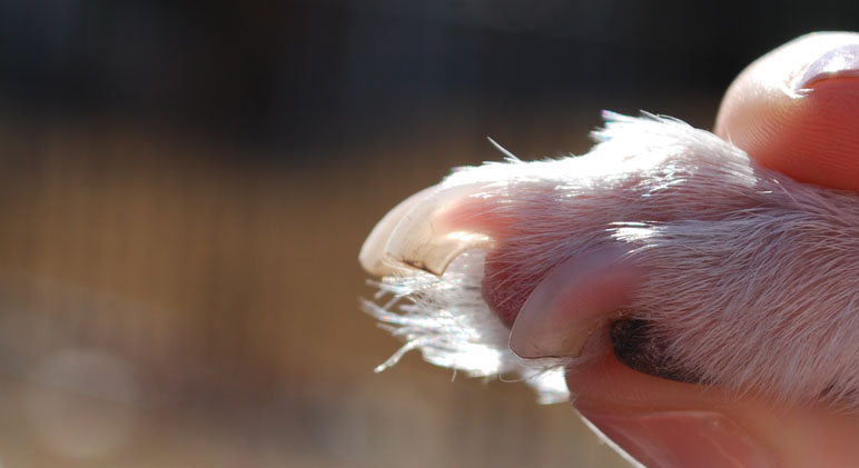 如何通过狗狗指甲颜色来剪指甲？
