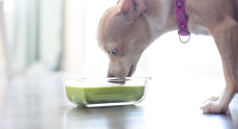 【宠物狗食谱】夏日狗狗的清凉绿色冰沙冷饮