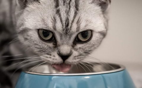 猫咪这样吃营养到底够不够：关于宠物猫吃的6个问题