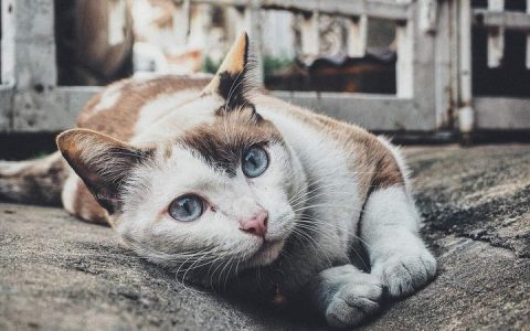 猫咪艾滋病会传染给人么？有哪些症状？