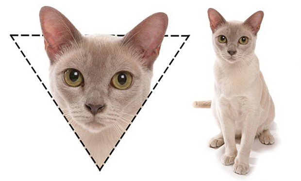 教你给猫看面相：猫咪脸型也能反应猫咪性格