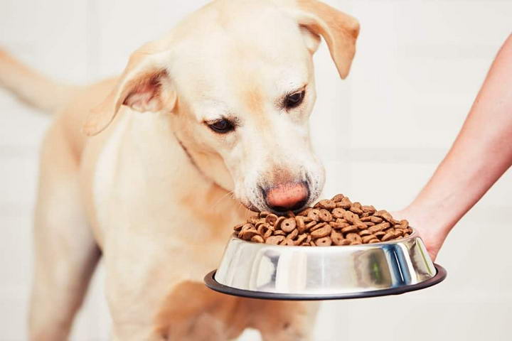 研究表明：无谷物狗粮可能会导致狗狗心脏病——犬扩张型心肌病？